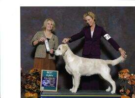 Briarwoods Admiral Biscuit Of The Bright Spot