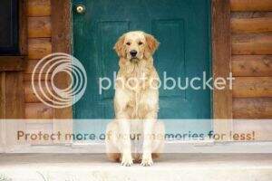 Holly's Golden Lonestar Ranger