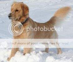 Bullock's Golden Boy Dakota Bullock's Golden Boy Dakota