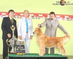 UrugCh Golden Sunset's Dolly
