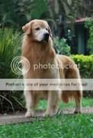 MBIS BISS. Br GCH/Pan CH/ Col CH/ Mex CH Golden Sunset's Gilian