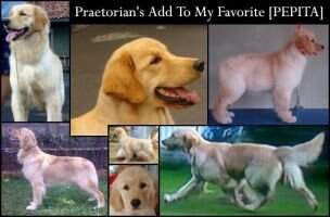 Praetorian's Add To My Favorite