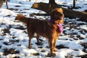 Gap View's Lady Isis of Kurzeme