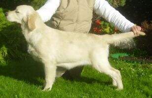 Rogerwiek Golden Glory 2xJCC