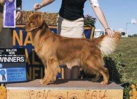 Claddagh's Dutchess Of Faith