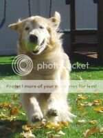Kandiland's Four Golden Pawed Dreamsicle