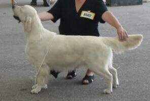 Galans Kurazsi Club winner, Excellent 3 at Euro Dog Show 2007