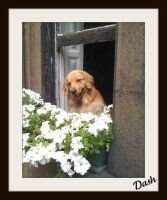 Springvale's Star Dashiell