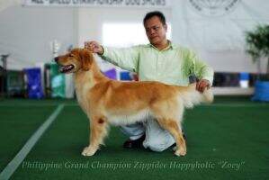 Ph Gr Ch Zippidee Happyholic