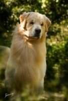 Br. Ch Baxter Goldentrip Pure Gold