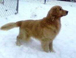 Seasons Golden Devine Quincy