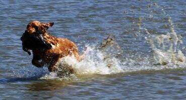 Goldrun's Magic Maddie