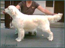 HCh. HJCh. Shamrock Duchess of Shangri-La HCh. HJCh. Shamrock Duchess of Shangri-La