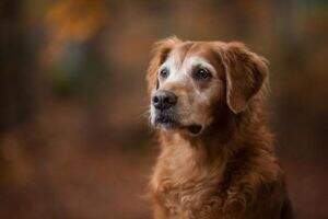 Gundog's Choice Aruna