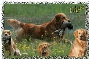 HRCH CH Goldcker 1Drdogs Next Pushover NF UTD AGX AGXJ IP JT RN HRCH CH Goldcker 1Drdogs Next Pushover NF UTD AGX AGXJ IP JT RN