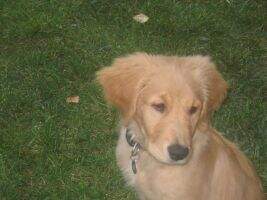 Remington's Gold N Treasured Sun