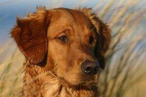 Gundog's Choice Aquila