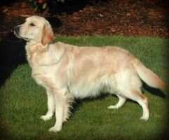 Whitefern Miss Adventure