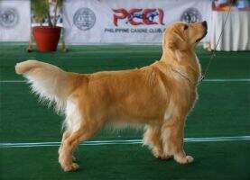 International Ch./Phil. Grand Ch. Flair Cbear Lexus