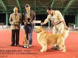 BISS. RBIE. BJIS. Ina. Th. Ch. Golden Dream's Jay-Z BISS. RBIE. BJIS. Ina. Th. Ch. Golden Dream's Jay-Z