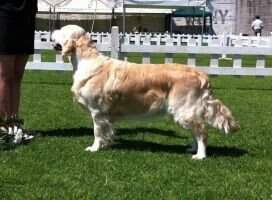 Giggles v.d. Beerse Hoeve