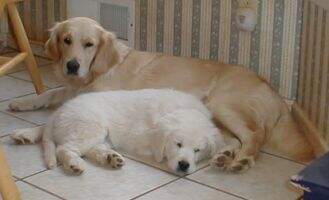 Aworldofgoldens Laci Of Paris Aworldofgoldens Laci Of Paris