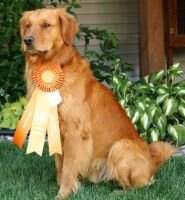 Old Oak's Golden Bear