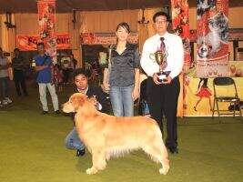 INA. CH. Golden Heaven's Blood Diamond RBIE.BPIS. INA. CH. Golden Heaven's Blood Diamond RBIE.BPIS.