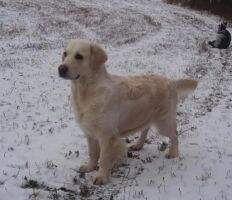 Crazy Loving Daisy Brdske zlato