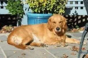 Guide Dogs' Natalie II