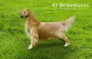 Fourty One Bojangles