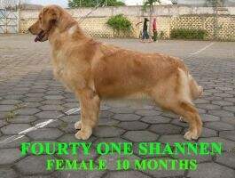 FOURTY ONE B.SHANNEN