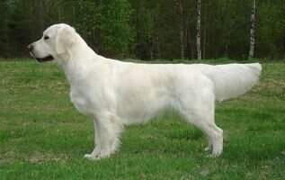 SE U(U)CH Dewmist Star of Koh-I-Noor