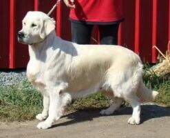 Jun.Ch.Rus,Ch.Rus,Ch.Kaz,CACIB,2xJ.KCHK,1xJ.CC Romantika Iz Stolitsy Urala Jun.Ch.Rus,Ch.Rus,Ch.Kaz,CACIB,2xJ.KCHK,1xJ.CC Romantika Iz Stolitsy Urala