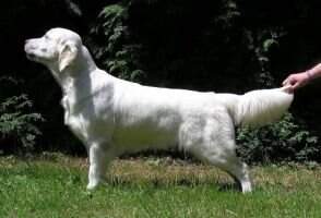 Brandy Aillin Vetcare Bohemia