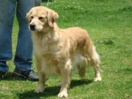 CAMP. MEX FARM FRESH APPLE TIE