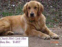 Church Mtn's Little Miss Busy Bee