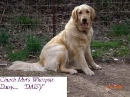Church Mtn's Whoopsie Daisy