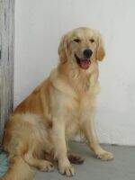 Candy (Luquin)