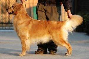 Acida of Superstar Kennel Acida of Superstar Kennel