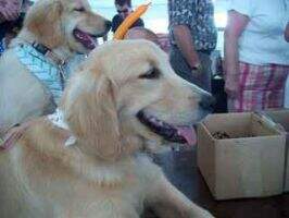UKC-CH Cprflds-Millstones Golden Brooklyn