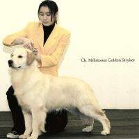 Millstones Golden Stryker UCICB