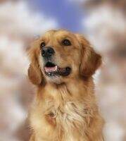Gaelicgold Wee Bit 'O Blarney CCA MXP5 MXPS OF THDD TKN TDIG C-ATCH2 ChST ChFH ChCL ChJU ChJP ChSN ChWC