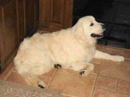 White Dove Charis Aladdin White Dove Charis Aladdin
