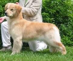 UKC SHR Paradocs Goodness Gracious