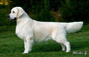 ICh, Aust, Nor, Swe, Danish, Nordic CH Ralun Versace Qualified for Crufts 2010, Top GR in Sweden 2012 ICh, Aust, Nor, Swe, Danish, Nordic CH Ralun Versace Qualified for Crufts 2010, Top GR in Sweden 2012