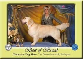 HJCH Sunnyfield's Skywalker