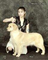 Chein D'Or's Millstone Golden Zhen