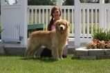 UKC GRCH/Int./Nat Ch. Chien D'Or'S-Millstones Golden Earl