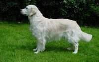 Chartreuse De Parma Golden Robos